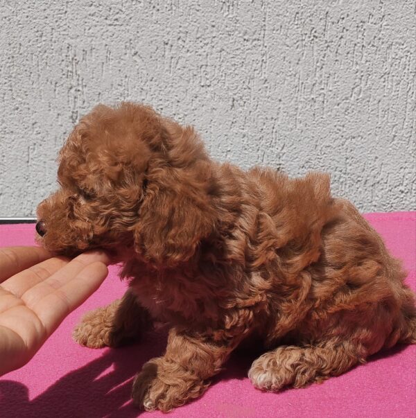 Faith Maltipoo Faith Maltipoo