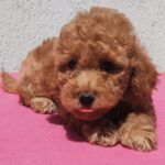 Faith-female-maltipoo-puppy-for-sale- (5)