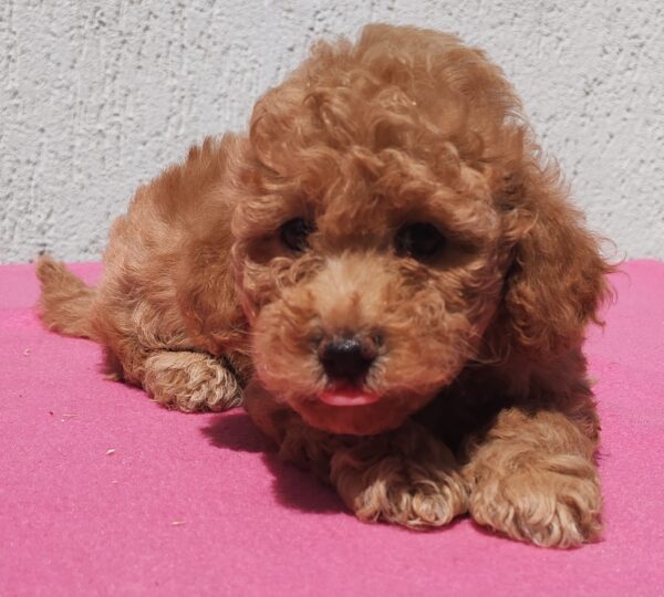 Faith Maltipoo Faith Maltipoo