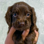 Falcon-male-English-Cocker-Spaniel-puppy-for-sale-1