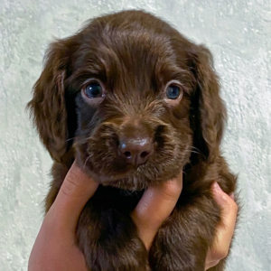 Falcon English Cocker Spaniel Falcon English Cocker Spaniel