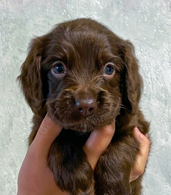 Falcon English Cocker Spaniel Falcon English Cocker Spaniel