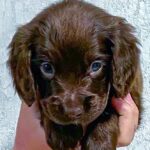 Falcon-male-English-Cocker-Spaniel-puppy-for-sale-2