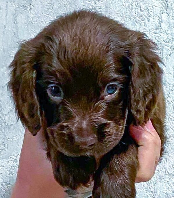 Falcon English Cocker Spaniel Falcon English Cocker Spaniel