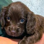 Falcon-male-English-Cocker-Spaniel-puppy-for-sale-3