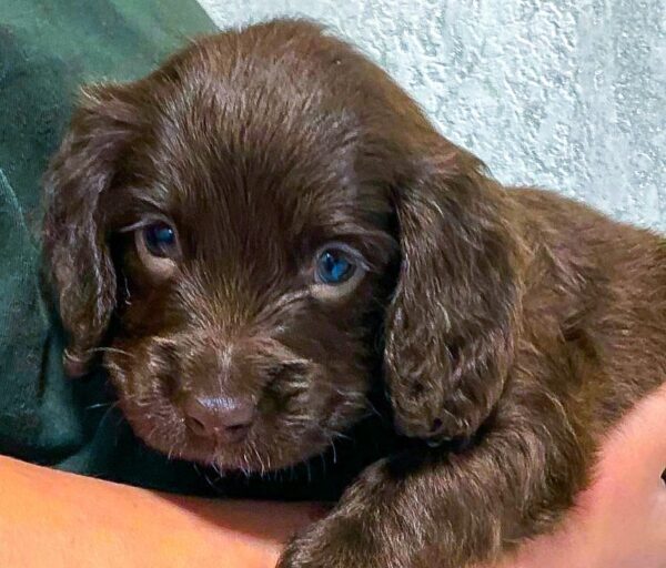 Falcon English Cocker Spaniel Falcon English Cocker Spaniel