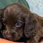 Falcon-male-English-Cocker-Spaniel-puppy-for-sale-4