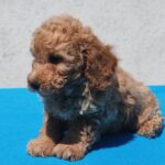Fido-male-maltipoo-puppy-for-sale- (1)