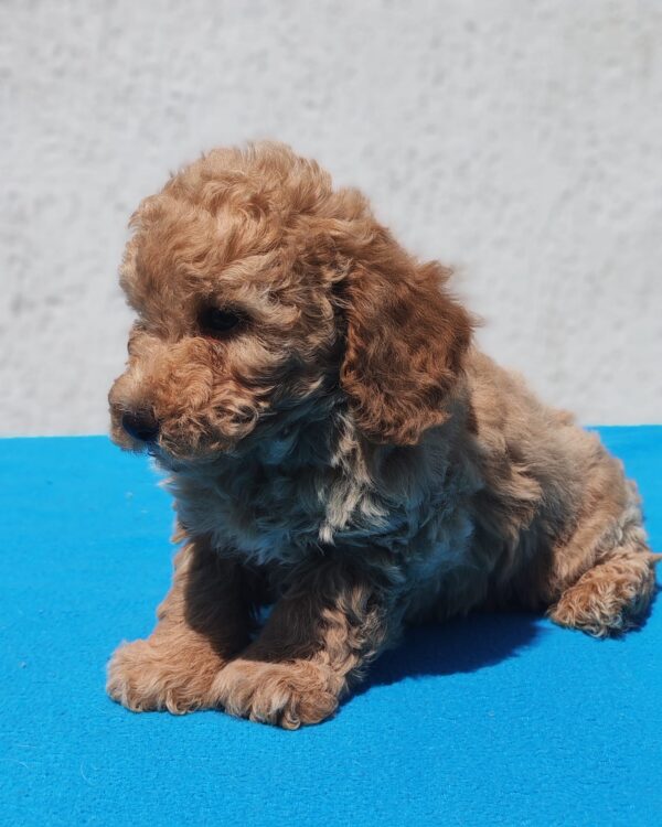 Fido Maltipoo Fido Maltipoo