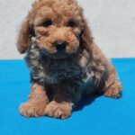 Fido-male-maltipoo-puppy-for-sale- (2)