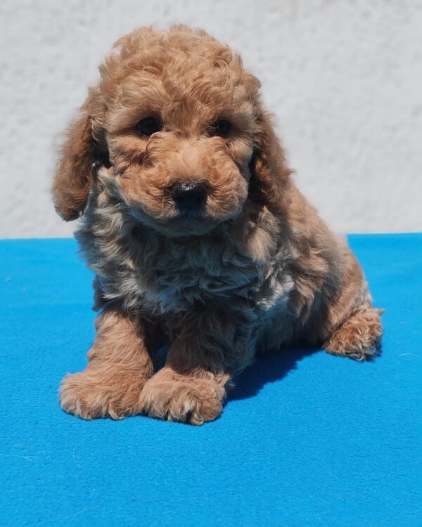 Fido Maltipoo Fido Maltipoo