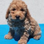 Fido-male-maltipoo-puppy-for-sale- (3)