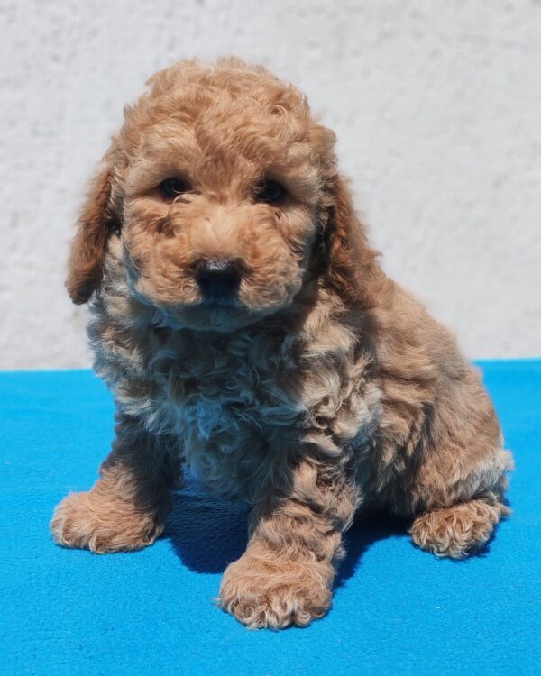 Fido Maltipoo Fido Maltipoo