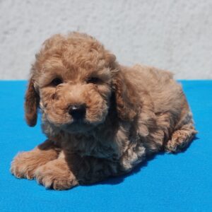 Fido Maltipoo Fido Maltipoo
