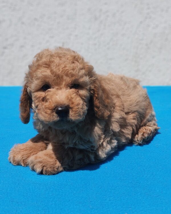 Fido Maltipoo Fido Maltipoo