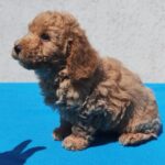 Fido-male-maltipoo-puppy-for-sale- (5)