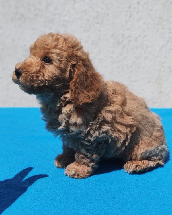 Fido Maltipoo Fido Maltipoo