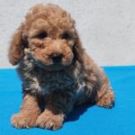 Fido-male-maltipoo-puppy-for-sale- (6)