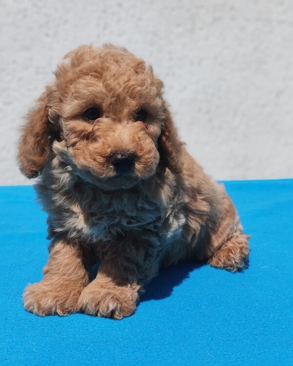 Fido Maltipoo Fido Maltipoo