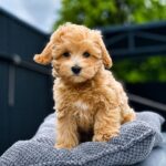 Fiona-female-Maltipoo-puppy-for-sale-1