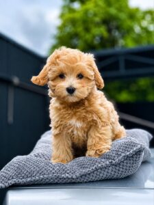 newdoggy