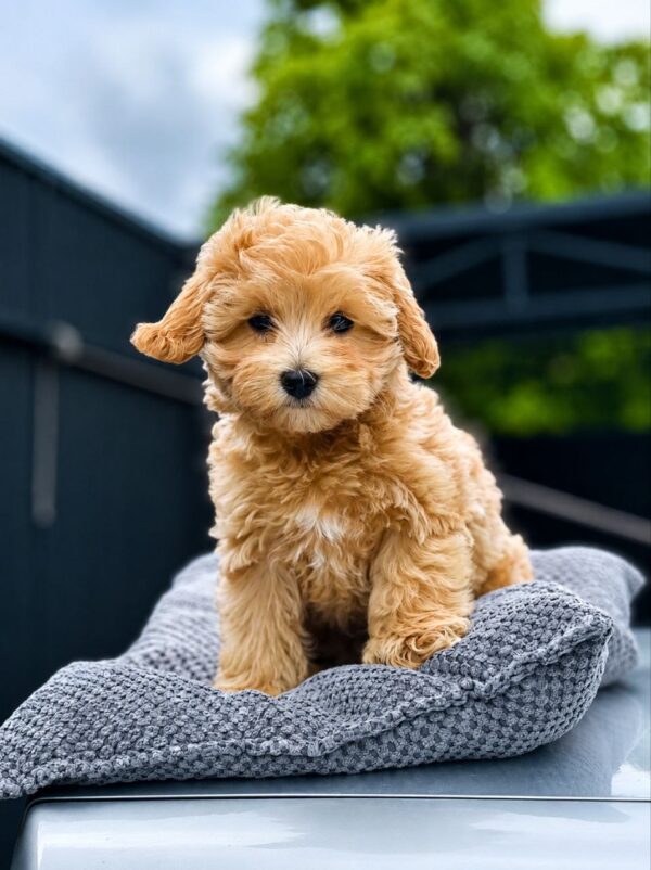 Fiona Maltipoo Fiona Maltipoo