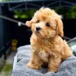 Fiona-female-Maltipoo-puppy-for-sale-2