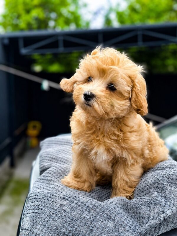 Fiona Maltipoo Fiona Maltipoo