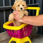 Fiona-female-Maltipoo-puppy-for-sale-3