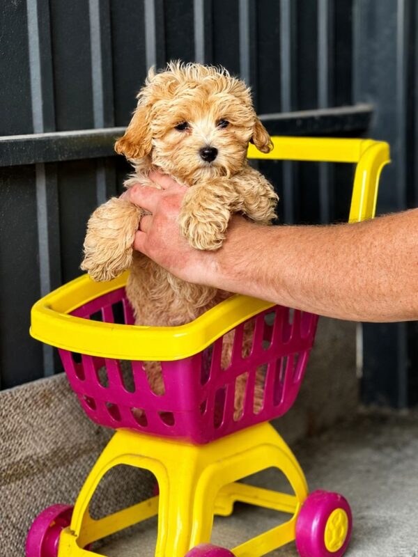 Fiona Maltipoo Fiona Maltipoo