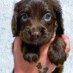 Flynn-male-English-Cocker-Spaniel-puppy-for-sale-1
