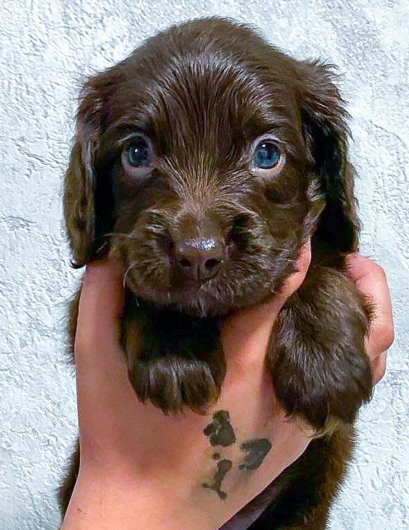Flynn English Cocker Spaniel Flynn English Cocker Spaniel