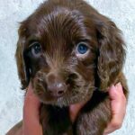Flynn-male-English-Cocker-Spaniel-puppy-for-sale-2