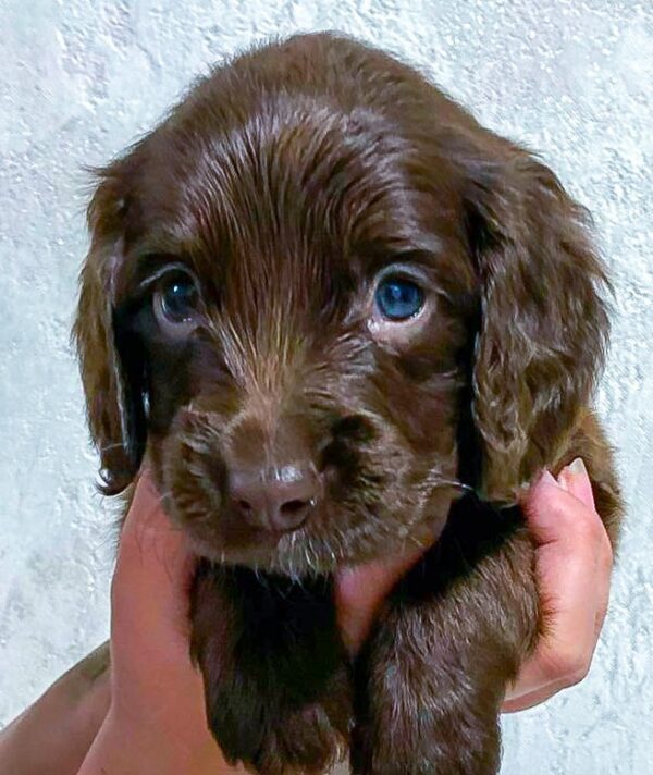 Flynn English Cocker Spaniel Flynn English Cocker Spaniel