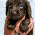 Flynn-male-English-Cocker-Spaniel-puppy-for-sale-3