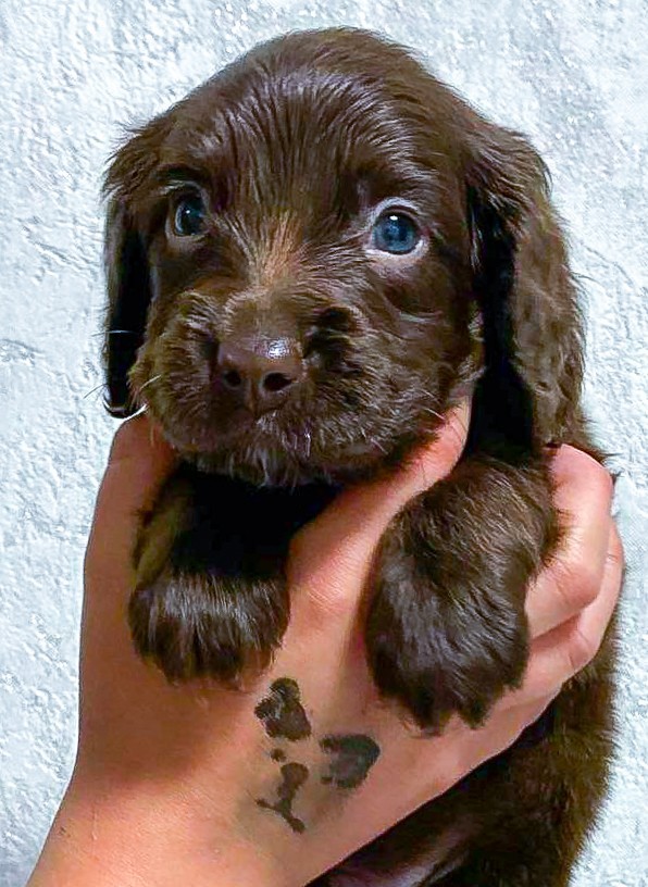 Flynn English Cocker Spaniel Flynn English Cocker Spaniel