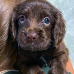 Flynn-male-English-Cocker-Spaniel-puppy-for-sale-4