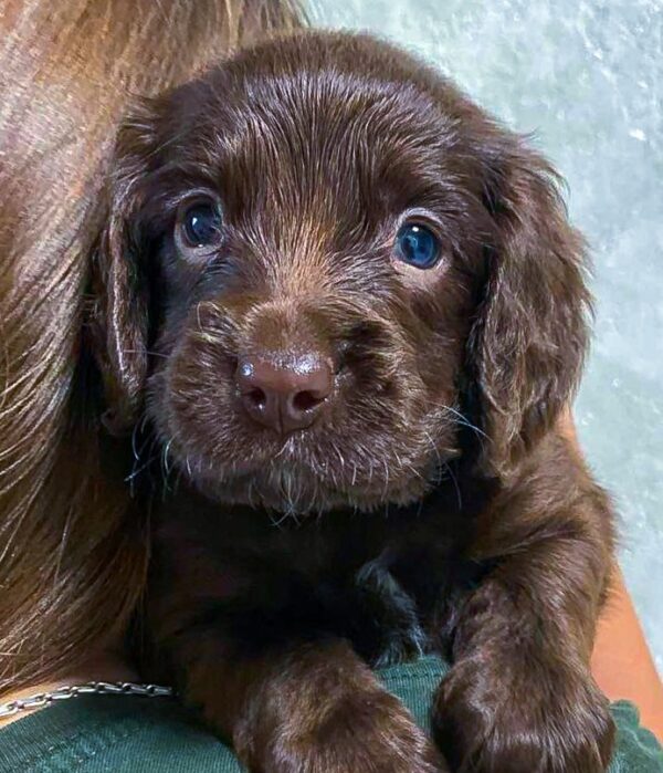 Flynn English Cocker Spaniel Flynn English Cocker Spaniel