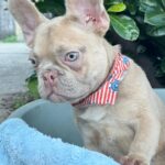 Franko-male-french-bulldog-puppy-for-sale- (1)