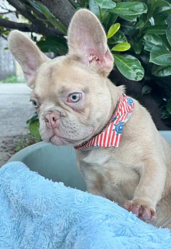 Franko French Bulldog Franko French Bulldog