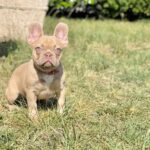Franko-male-french-bulldog-puppy-for-sale- (1)
