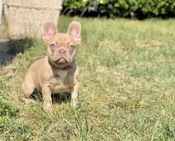 Franko French Bulldog Franko French Bulldog