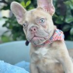 Franko-male-french-bulldog-puppy-for-sale- (2)