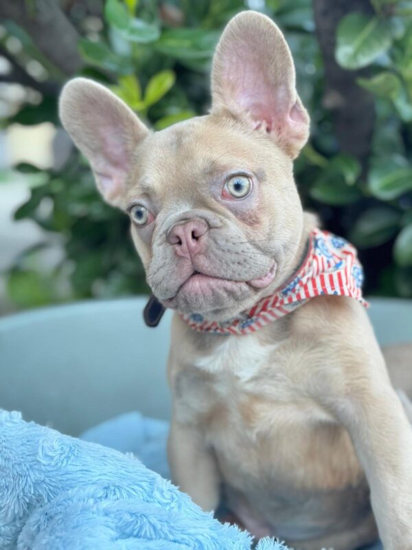 Franko French Bulldog Franko French Bulldog