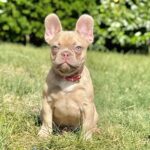 Franko-male-french-bulldog-puppy-for-sale- (2)