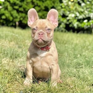 Franko French Bulldog Franko French Bulldog