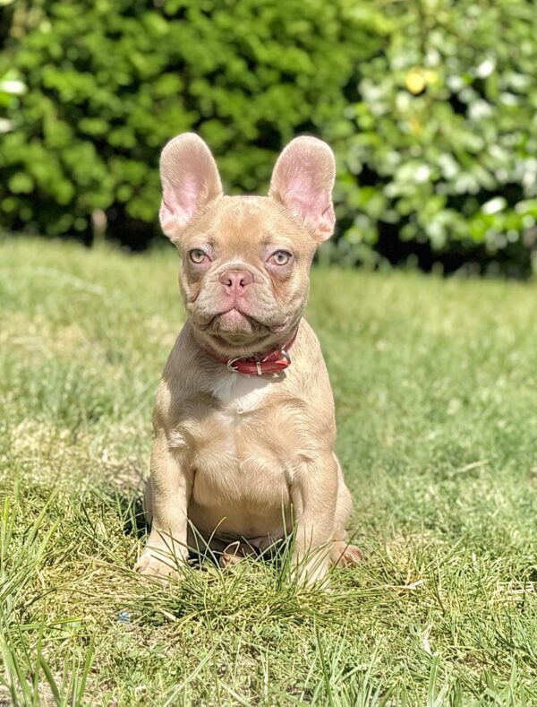 Franko French Bulldog Franko French Bulldog
