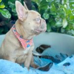 Franko-male-french-bulldog-puppy-for-sale- (3)