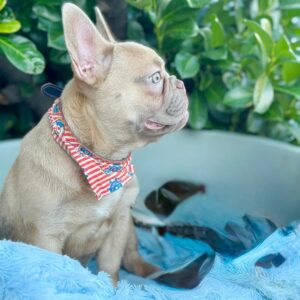 Franko French Bulldog Franko French Bulldog