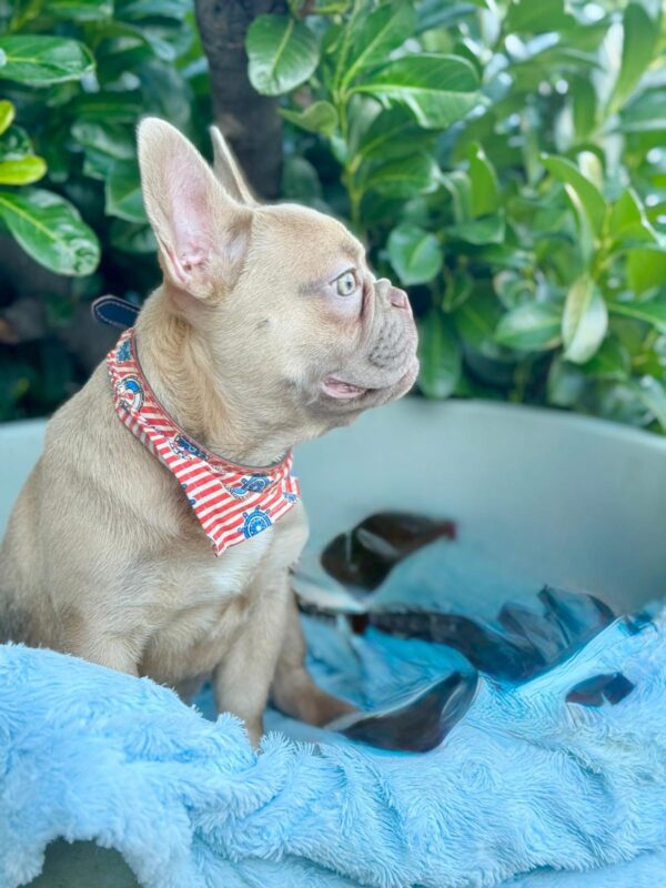 Franko French Bulldog Franko French Bulldog